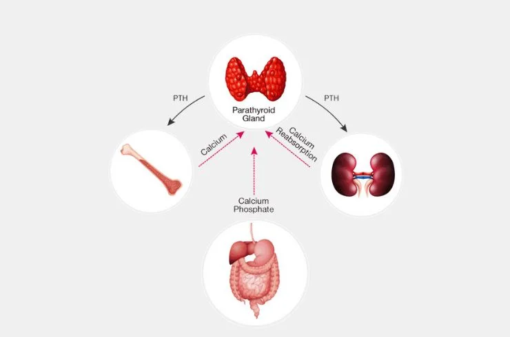 Disorders of Calcium Metabolism